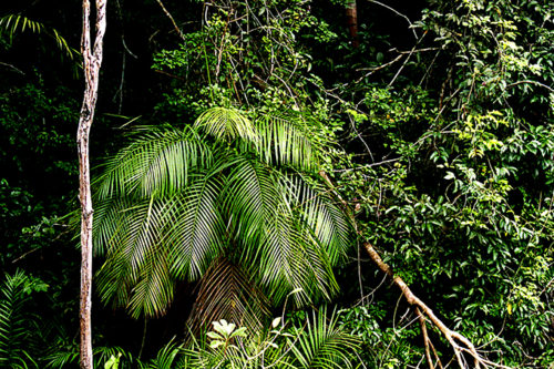 Amazonas-008-500x333